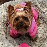 Entry image for Gracie