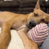 Entry image for Scooby 