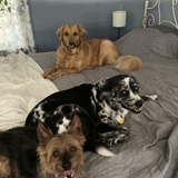 Entry image for Hazel (and friends) adopted as Daisy 