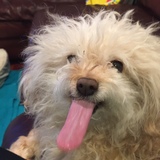 Entry image for Bootsie