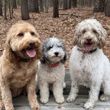 Entry image for Sunny, Millie, and Zoey