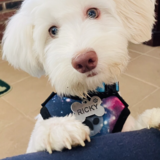 Entry image for Ricky