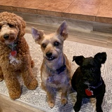 Entry image for Louie, Spike & Missy