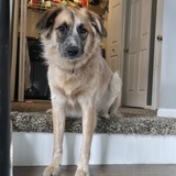 Entry image for Koda