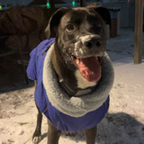 Entry image for Mochi 