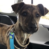 Entry image for Finn