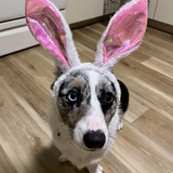 Entry image for Augustus