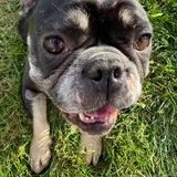 Entry image for Bubblegum