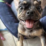 Entry image for Josie