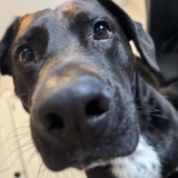 Entry image for Cooper