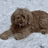 Entry image for Maggie