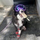 Entry image for Tonks