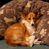 Entry image for Simcoe