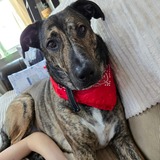 Entry image for Ollie