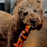 Entry image for Frankie 