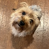 Entry image for Nelson