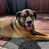 Entry image for Rosie