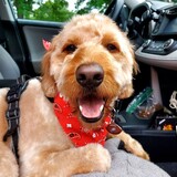 Entry image for Louie