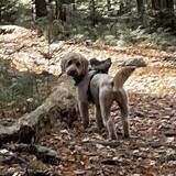 Entry image for Louie