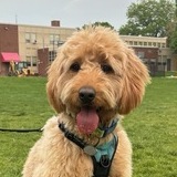 Entry image for Louie