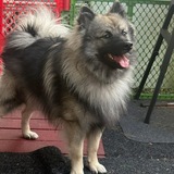 Entry image for Cosmo