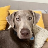 Entry image for Hank