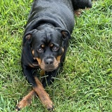 Entry image for Phoebe