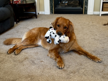 Teddy