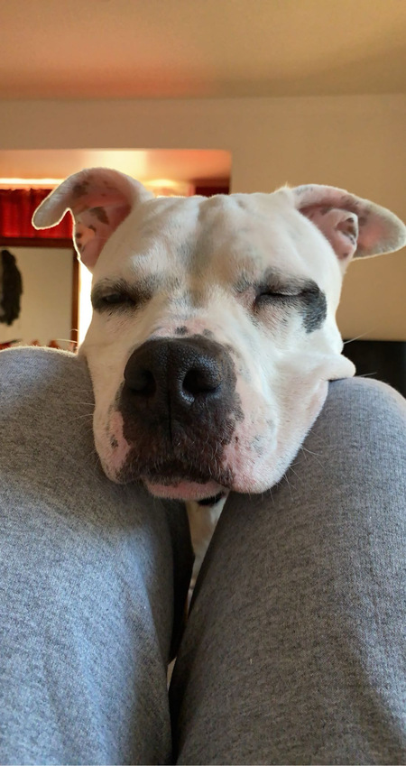 Oreo 