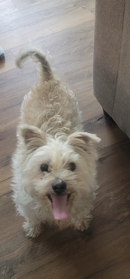 Sparky 