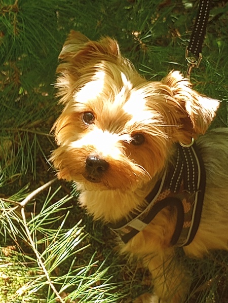 Coco