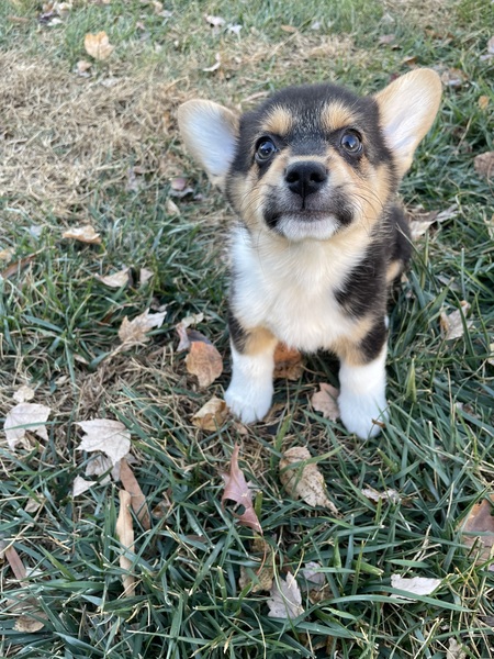 Mochi (adopted as Snap)