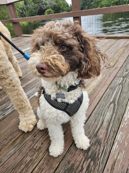 Entry image for Clover. Clicking this image will show a larger photo