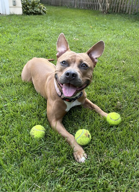 Entry image for Cinnamon. Clicking this image will show a larger photo