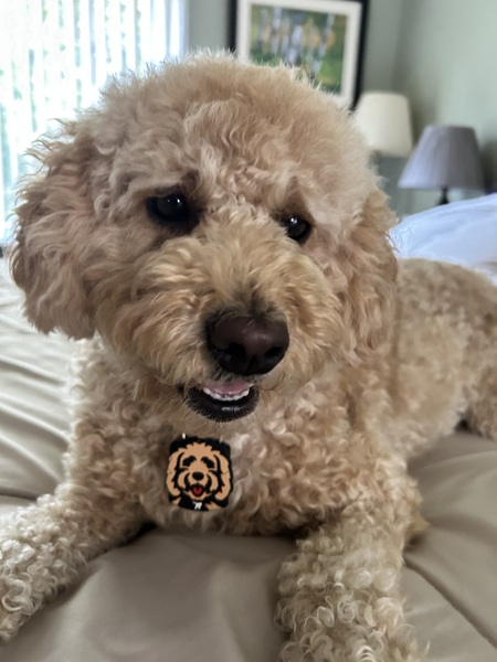 Dolly