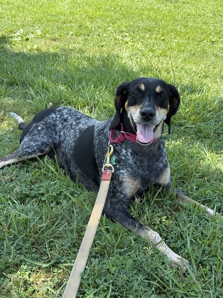 Entry image for Luna. Clicking this image will show a larger photo