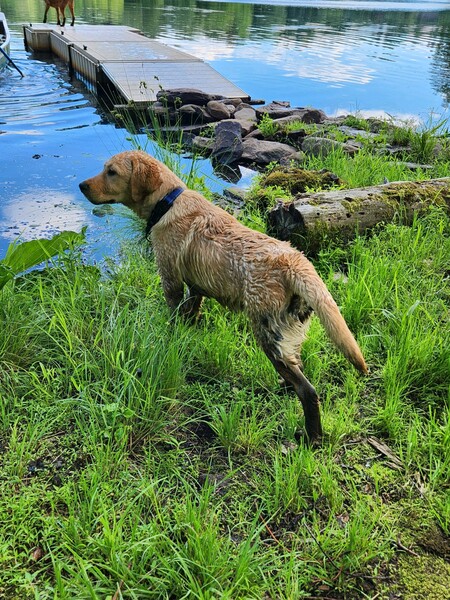 Entry image for Gansett. Clicking this image will show a larger photo