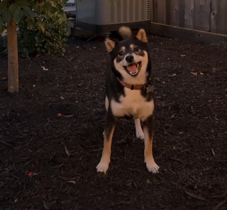 Entry image for Islay. Clicking this image will show a larger photo