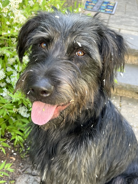 Entry image for Tyson. Clicking this image will show a larger photo