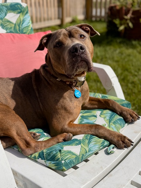 Entry image for Bo. Clicking this image will show a larger photo