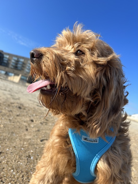 Entry image for Sundance (Sunny). Clicking this image will show a larger photo