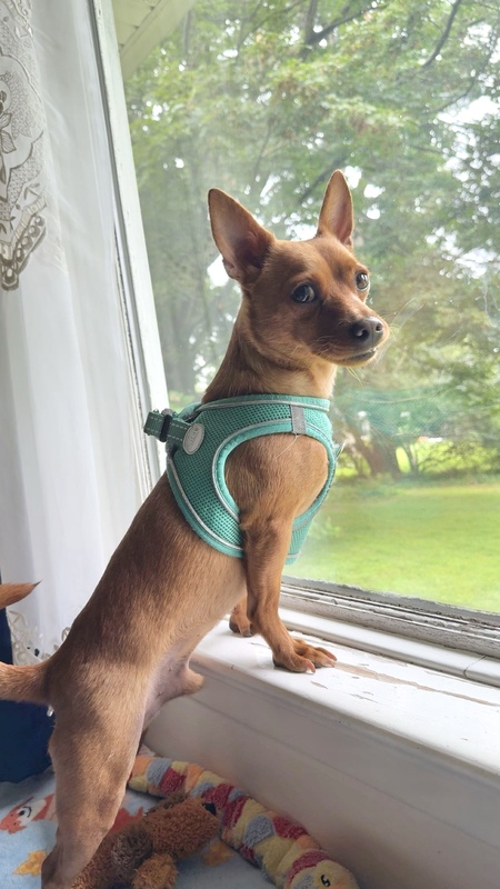 Entry image for Brewer. Clicking this image will show a larger photo