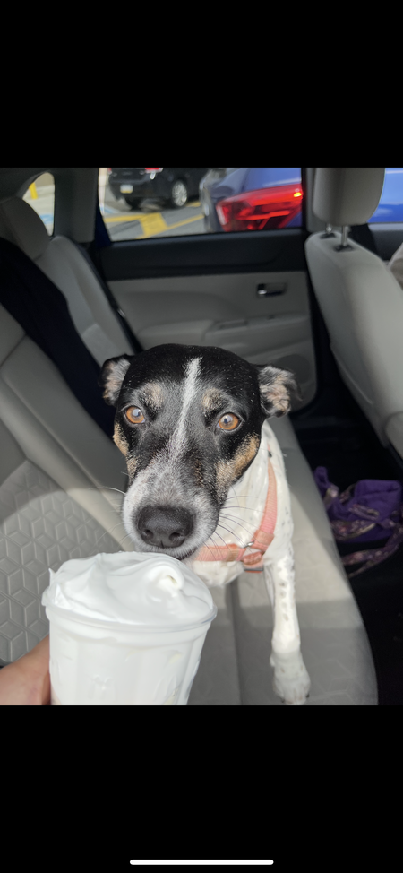 Entry image for Cookie. Clicking this image will show a larger photo