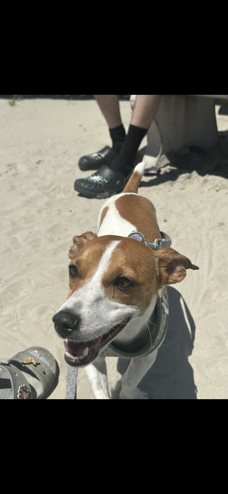 Entry image for Hopper. Clicking this image will show a larger photo