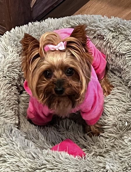 Entry image for Gracie. Clicking this image will show a larger photo