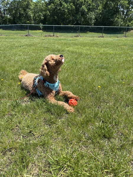 Entry image for Sully. Clicking this image will show a larger photo