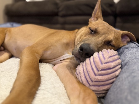 Entry image for Scooby . Clicking this image will show a larger photo