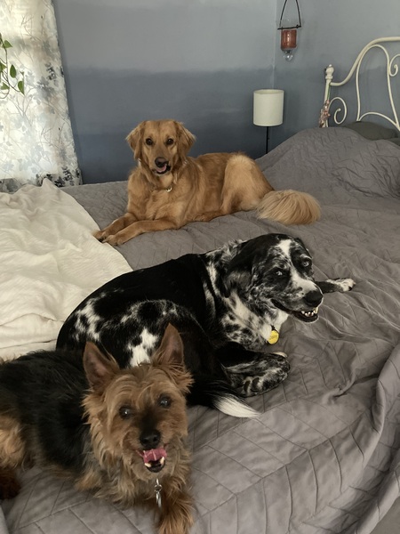 Entry image for Hazel (and friends) adopted as Daisy . Clicking this image will show a larger photo