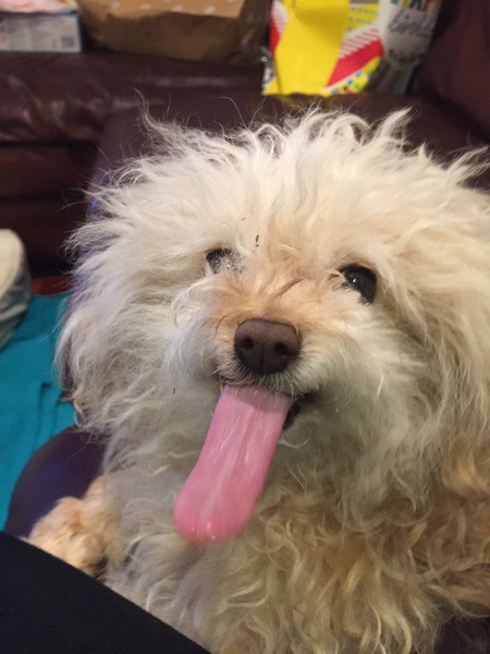 Entry image for Bootsie. Clicking this image will show a larger photo