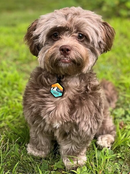 Entry image for Maisie May. Clicking this image will show a larger photo